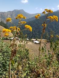 Image result for Solanecio cydoniifolius