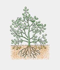 Image result for Arachis hypogaea