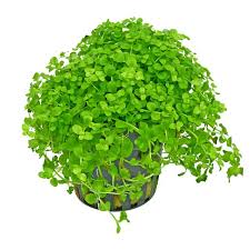 How can you not love this aquarium plant? Micranthemum Tweediei Montecarlo 3 Aquasabi Aquaristik Shop