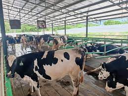 The company promises to deliver consumers the. Rhone Ma To Ride On Booming Fresh Milk Demand The Star