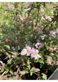 Image result for Kolkwitzia amabilis