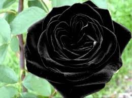 Black Rose Desktop Nexus Wallpapers Rose Seeds Black Rose Flower Flowers Perennials