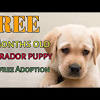 We are a lab breeder in alabama with puppies for sale! Https Encrypted Tbn0 Gstatic Com Images Q Tbn And9gcsni8kulvfvaltmlty Dq5drvyeezurbn0calc9jjvjdaj0p Xu Usqp Cau