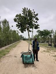 Image result for Syzygium cordatum ×  guineense