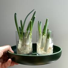 They nibble through scallions at the base, killing the plants. Growing Green Onions In Water As My Quarantine Houseplant Curbed