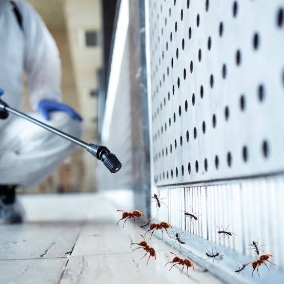 Ant Pest Control Service At Best Price In Mumbai & Thane