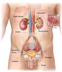 From wikimedia commons, the free media repository. Urinary System Male Anatomy Image Details Nci Visuals Online