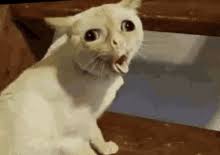 Maybe it's just a hairball, but it could mean something's up. Coughing Gifs Tenor