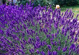 lavandula angustifolia dwarf blue border achtertuin lavendel plant lavendeltuin lavendel kweken