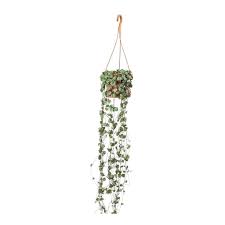 Pin On House Plants