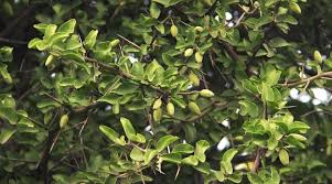 Image result for Balanitaceae