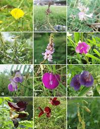 Image result for Zornia