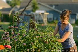 How to make 10 diy tomato pepper cage trellis under $14.00 / simple diy garden trellis. Creative Vegetable Gardener Diy Tomato Cage How To Make The Best Affordable Option Creative Vegetable Gardener