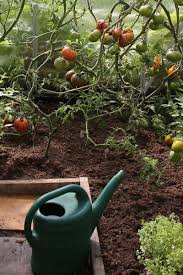 Tomaten gehören zu den gemüsepflanzen mit langer kulturzeit. Tomaten Richtig Giessen Freudengarten
