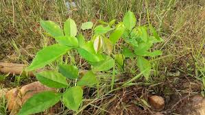 Image result for Millettia drastica