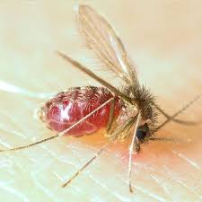 Pappataci Rimedi Naturali Contro Questi Insetti Rimedi Rimedi Naturali Punture Di Insetto