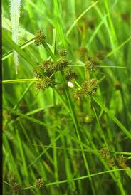 Image result for Cyperus difformis