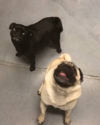 Maybe you would like to learn more about one of these? West Olympia Pet Hospital Home Facebook