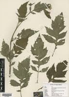 Image result for Crassocephalum montuosum