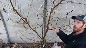 Of course, fruit is a natural, including apples, pears, peaches, and other tree fruits. Pruning Peach Tree For Espalier In The Greenhouse Youtube