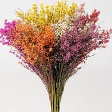 Image result for Genista