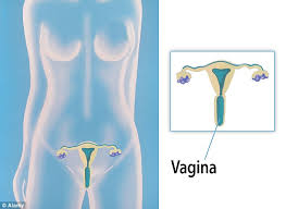 Discover the magic of the internet at imgur, a community powered entertainment destination. Just Half Of Women Can Locate The Vagina On A Diagram Of The Female Reproductive System Daily Mail Online