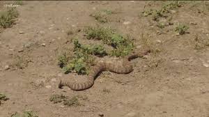 Abigail's mother snapped a picture of a small pygmy rattlesnake slithering away from her daughter, who hadn't even seen the snake before being bitten on the foot. San Diego Man Hospitalized For 2 Days After Rattlesnake Bite Cbs8 Com