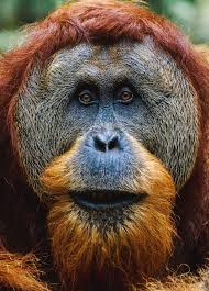 Palm Oil Deforestation A Threat To Orangutan Populations Indigenous People And Biodiversity In 2020 Orangutan Orangutan Habitat Monkey Pictures