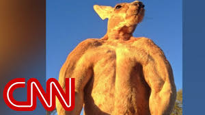 200-pound ripped kangaroo crushes metal - YouTube