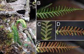 Image result for Grammitis cryptophlebia