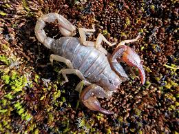Image result for Scorpion