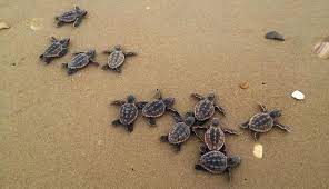 How Do Turtles Live So Much Longer Than Other Animals Ask Dr Universe Washington State University