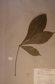 Image result for Vepris reflexa