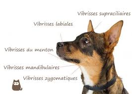 Maybe you would like to learn more about one of these? A Quoi Servent Les Moustaches Du Chien Fonctions Et Exemples