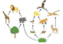A food web is similar to a food chain but the food web is comparatively larger than a food chain. What Is A Food Web Answers Explained Twinkl Teaching Wiki