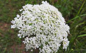 Fino a qualche anno fa non conoscevo i fiori di sambuco, o. Fiori Di Sambuco