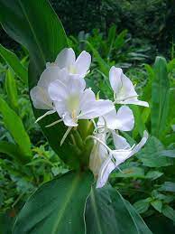 White Ginger Beautiful Flowers Photos Ginger Flower White Flowering Plants