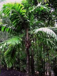 Image result for Aiphanes