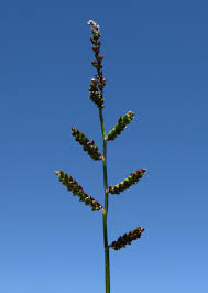 Image result for Echinochloa colona