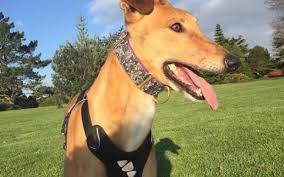 Retired greyhound, treasure, from greyhounds as pets, introduces us to her adoption story.and her new family and friends. Welcome Greyhounds As Pets