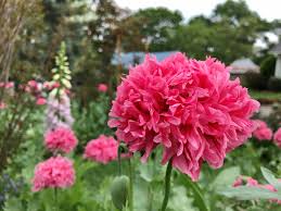 Free flower delivery by top ranked local florist in houston, tx! A Stay At Home Guide To Gardening