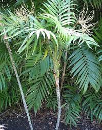 Use our water calculator to personalize watering recommendations to your environment or download greg for more advanced. Chamaedorea Elegans Palmpedia Palm Grower S Guide