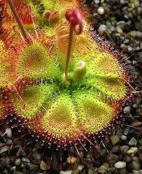 Image result for Drosera