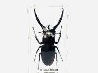 Insecto de inclusión de resina, Lucanus formosanus, gabinete de  curiosidades, colección de insectos vintage, insecto naturalizado,  escarabajo,
