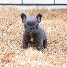 Smokey Blue French Bulldog French Bulldog Blue Blue French Bulldog Puppies Baby French Bulldog