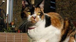 Do you need to keep your own cat in and other cats out of your garden or flowerbed? Electric Shock Collars Ministers Reject Invisible Fences Plea Bbc News