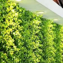 Maybe you would like to learn more about one of these? Jual Produk Rumput Artificial Rumput Termurah Dan Terlengkap Agustus 2021 Bukalapak