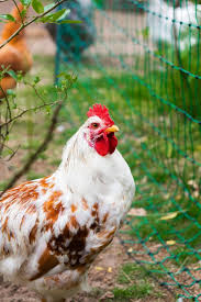 Die haltung von hühnern im eigenen garten ist der traum vieler hausbesitzer. Huhner Halten Im Garten Ein Hahn Halten Brauche Ich Einen Hahn Lillelutt