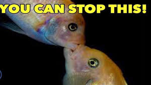 Defeating African Cichlid Aggression Stop African Cichlid Aggression Prevent Cichlid Aggression