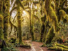 Scenicwa 365 Things To Do In Washington State Hoh Rainforest Olympic National Park Rainforest Scenic Byway